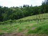 View of the Estate Vineyard in late spring